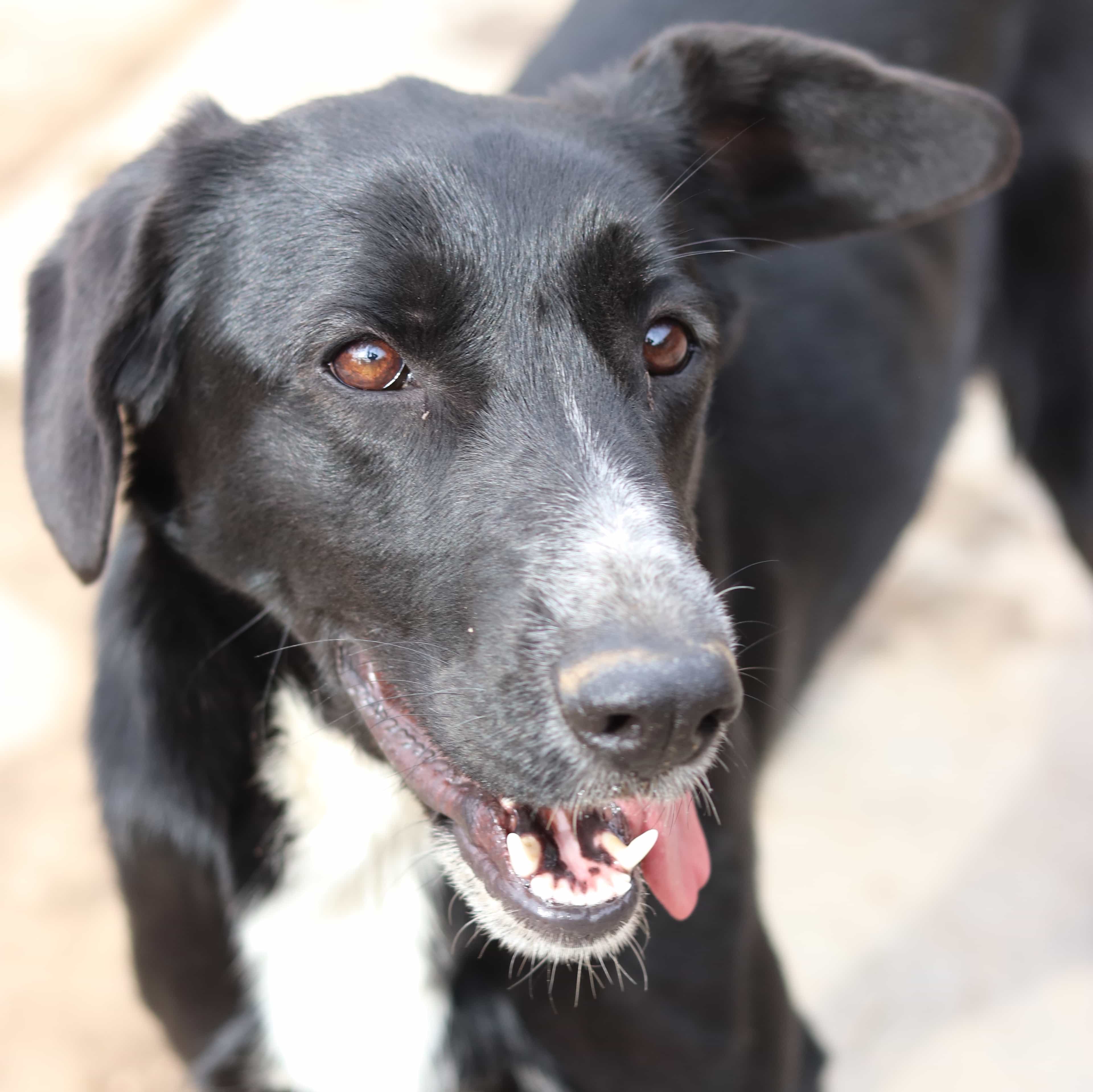 Foto de Negrita