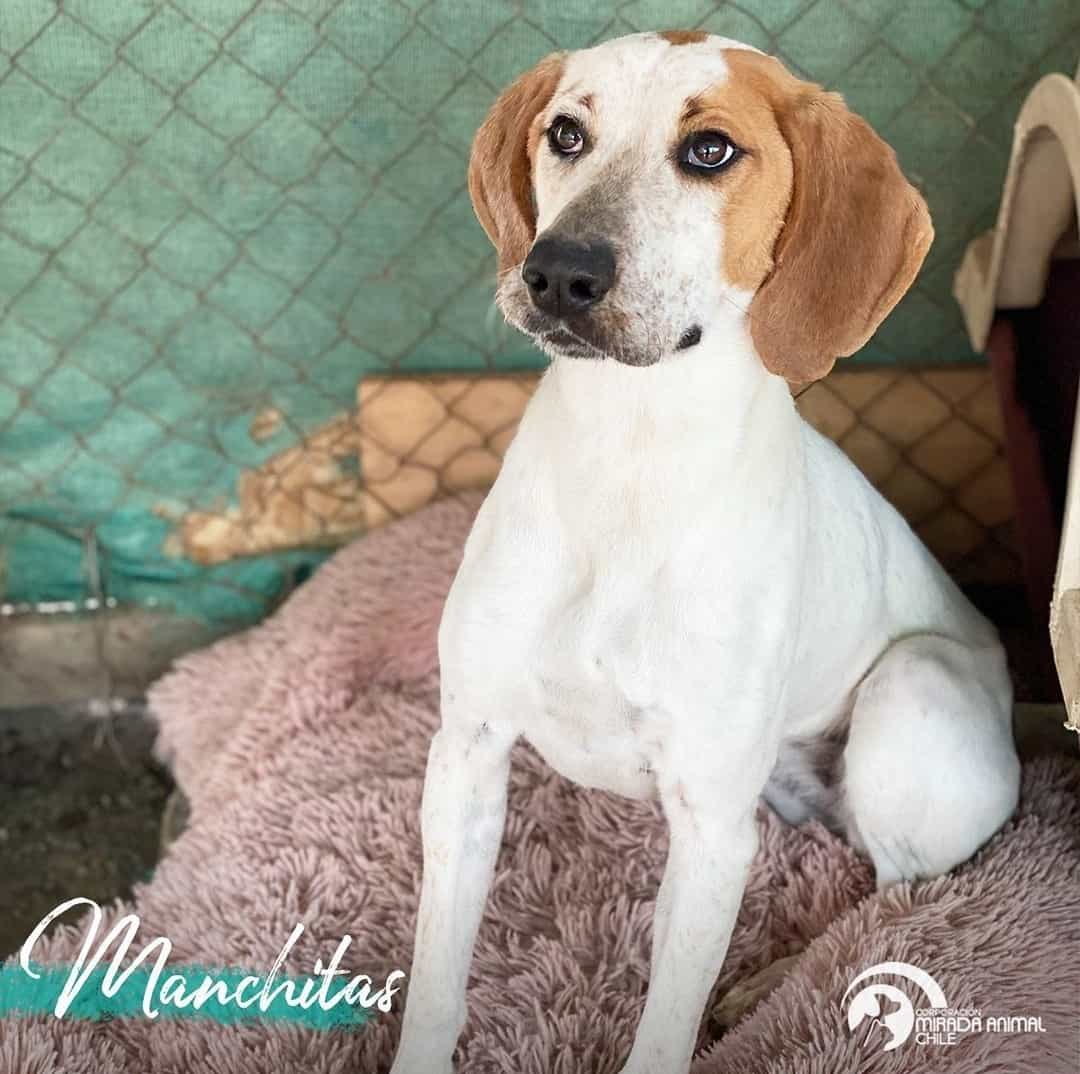 Foto de Manchitas