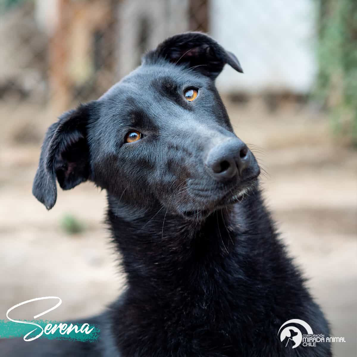 Foto de Serena