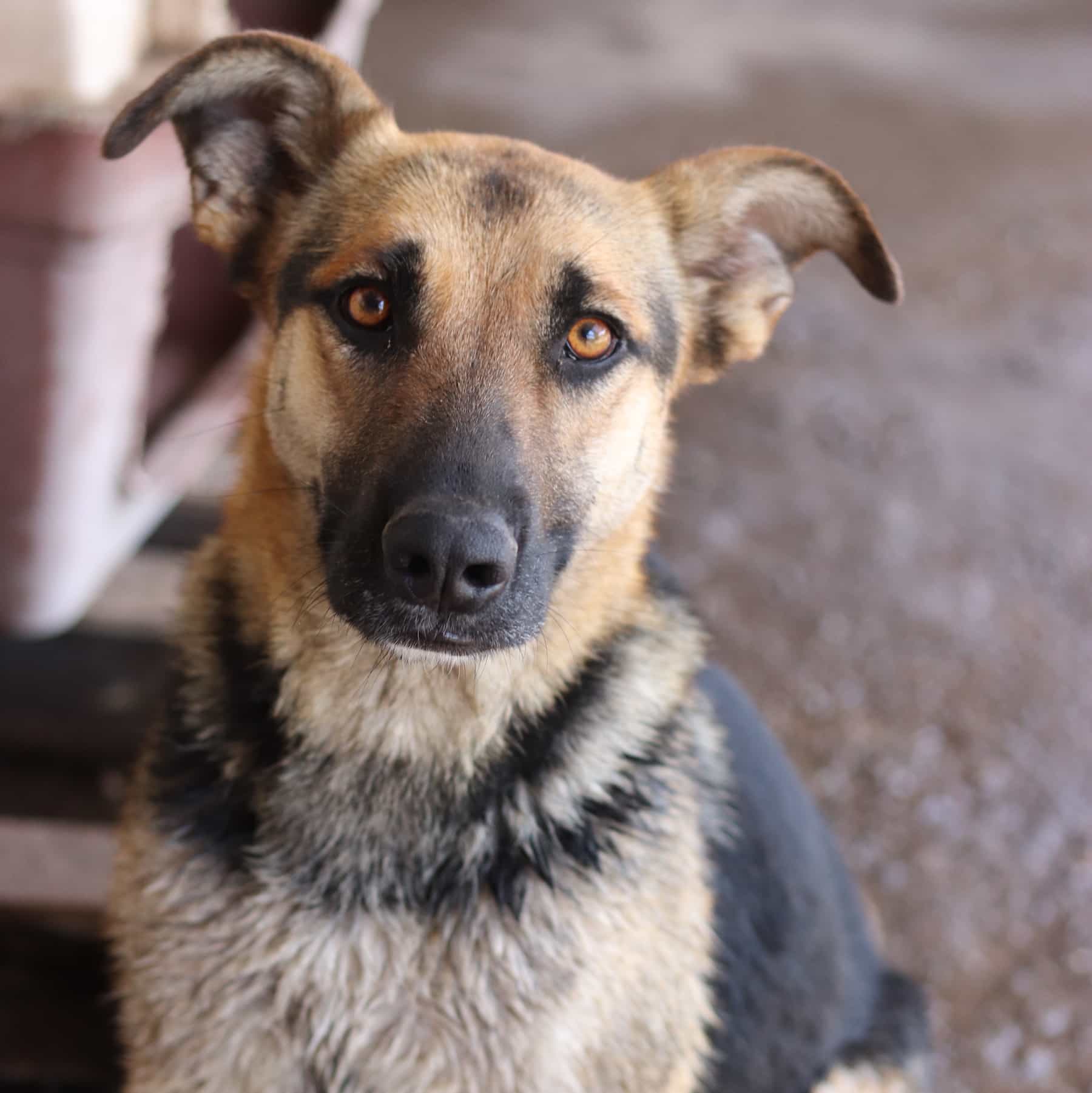 Foto de Margarita