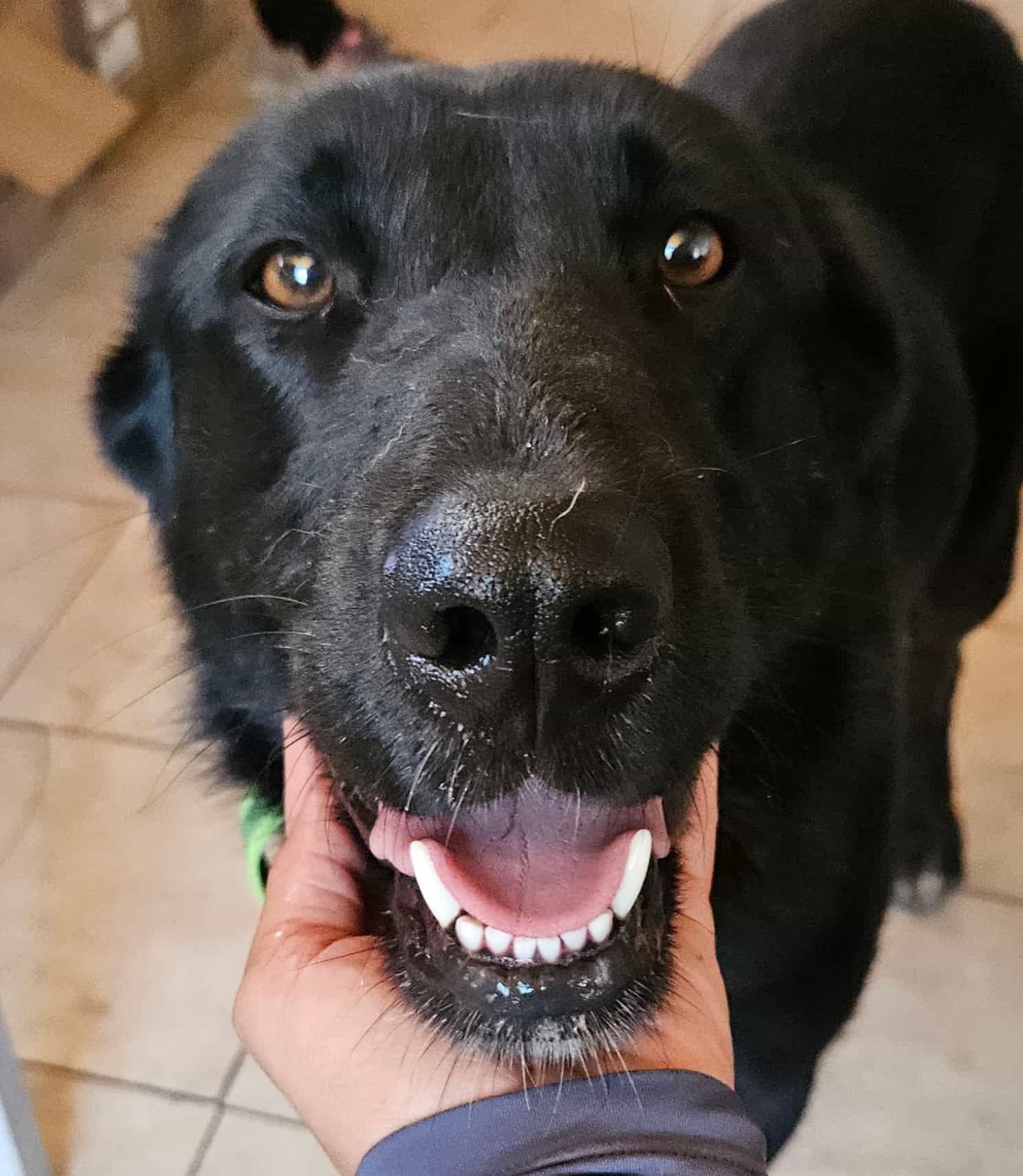 Foto de Stella