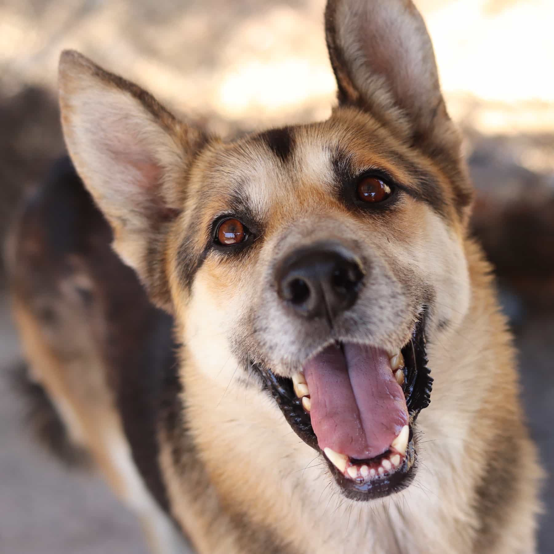 Foto de Balto