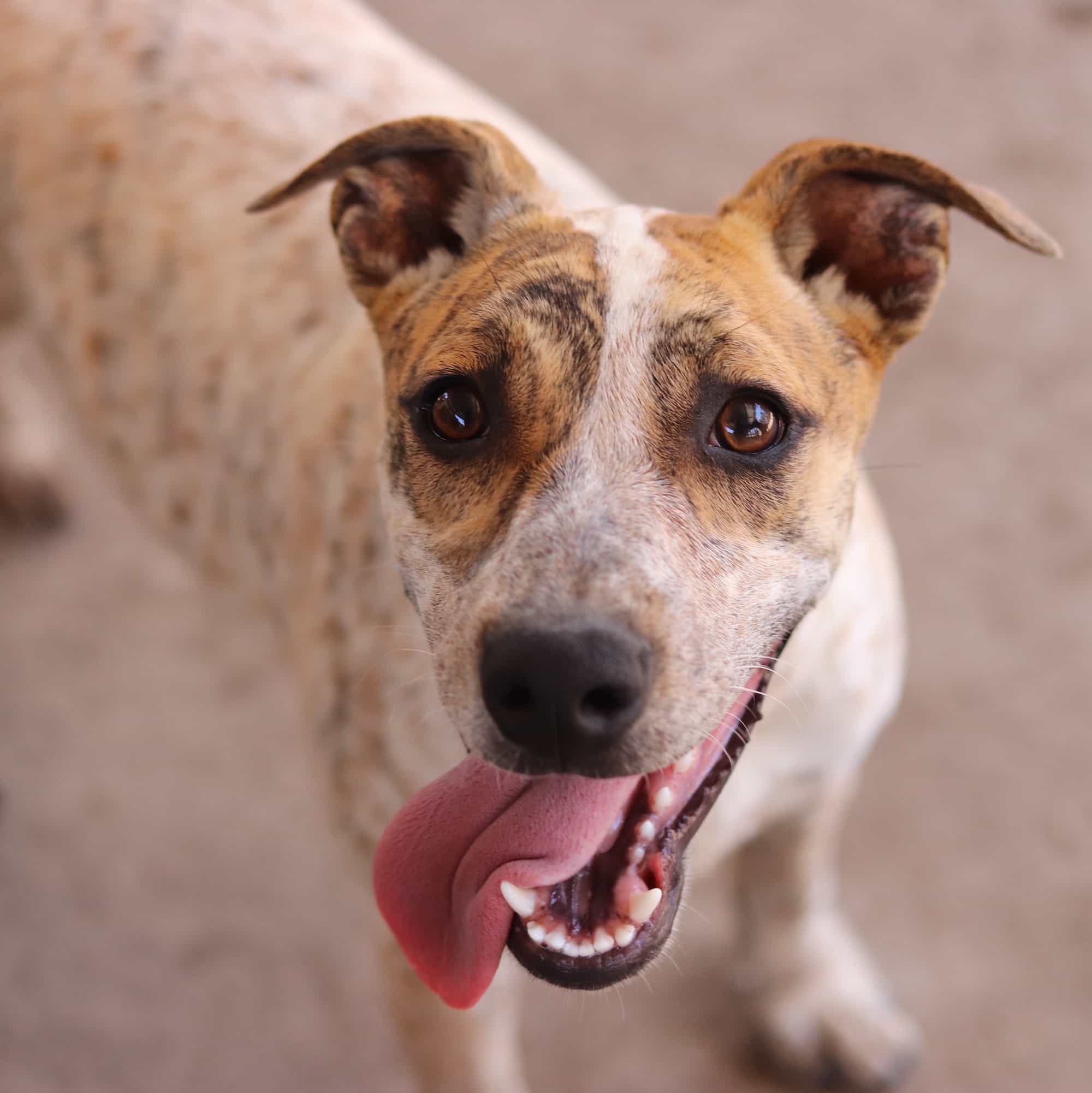Foto de Bimba