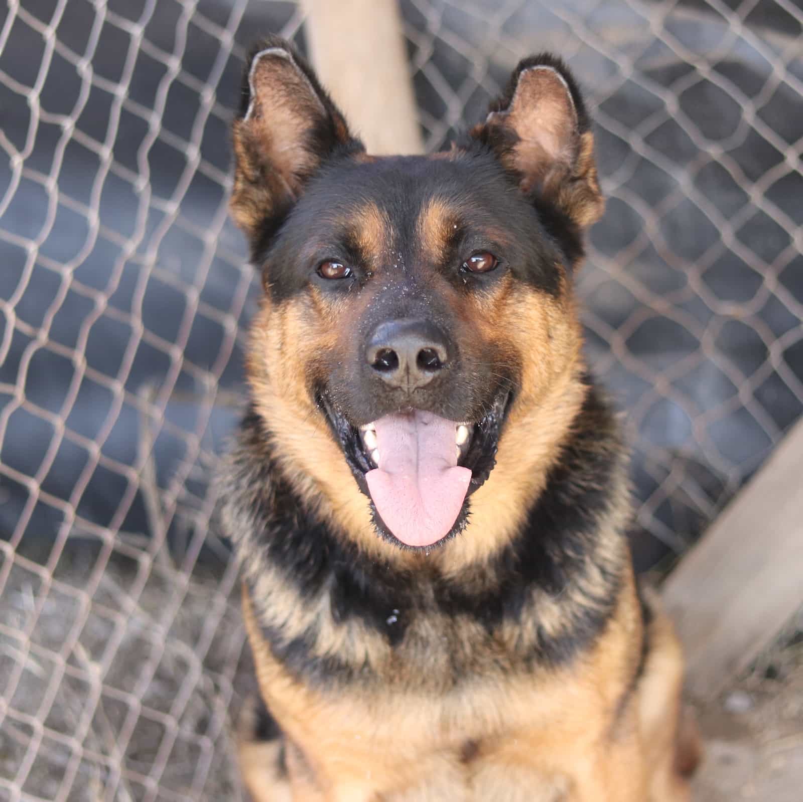 Foto de Rambo