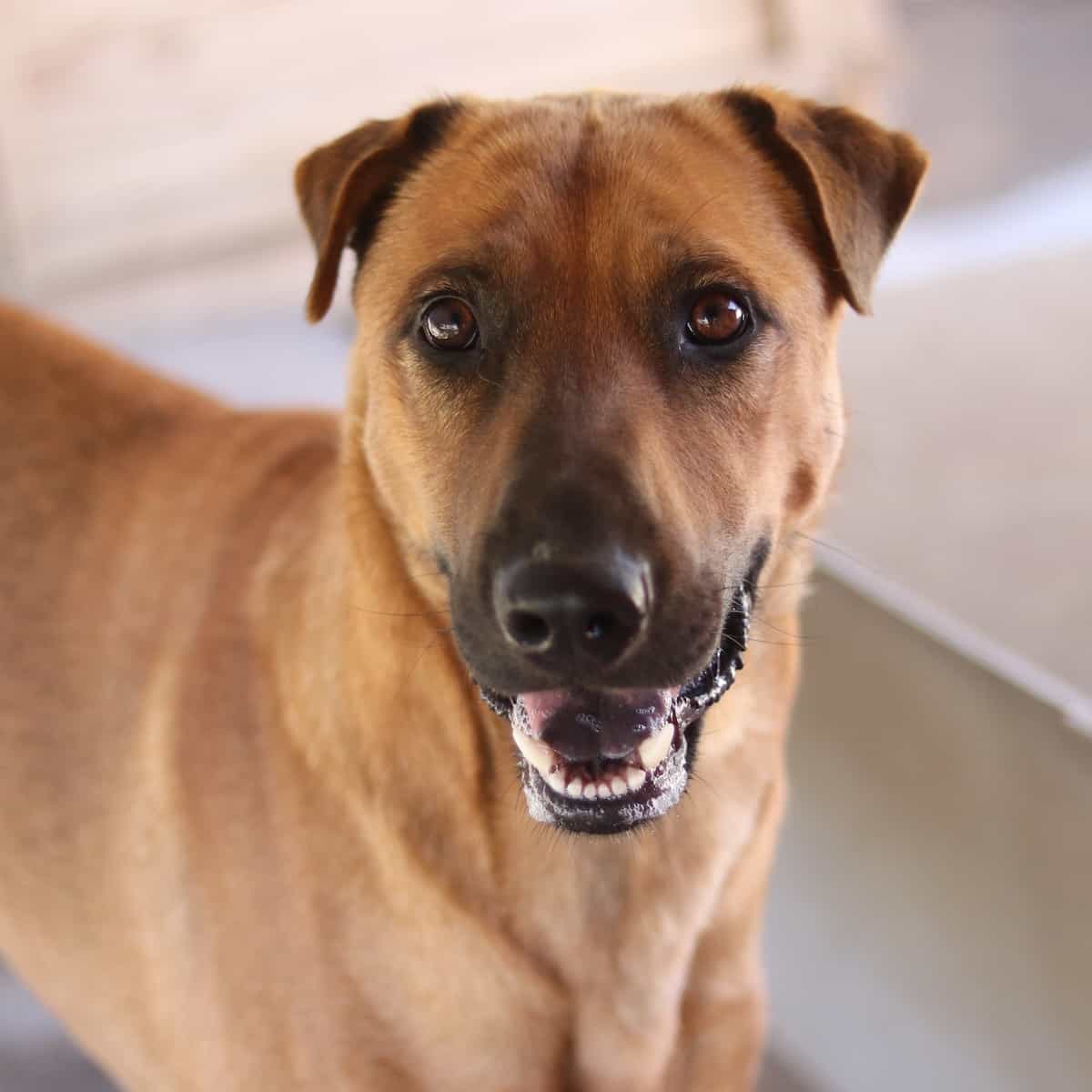 Foto de Alastor
