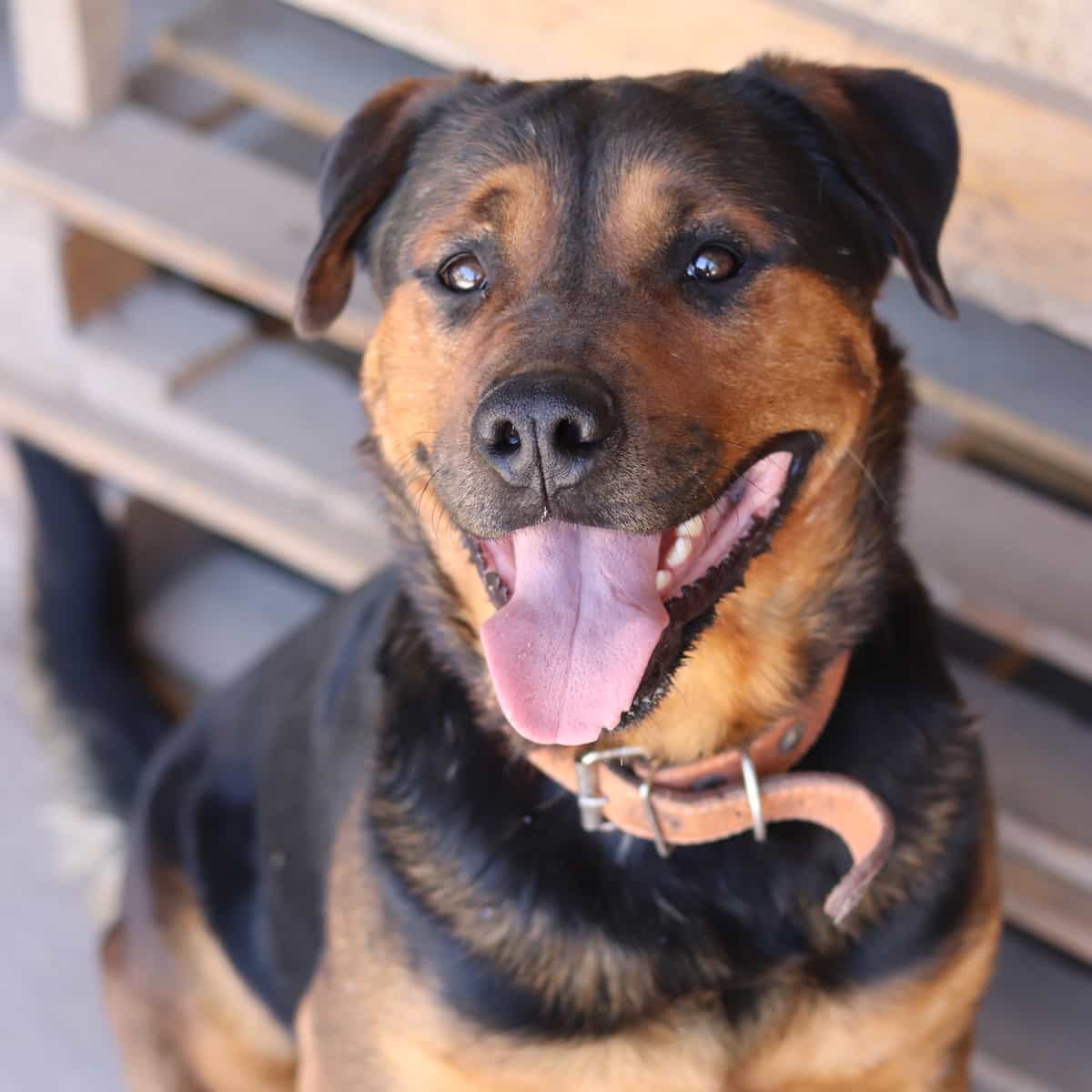 Foto de Leonard
