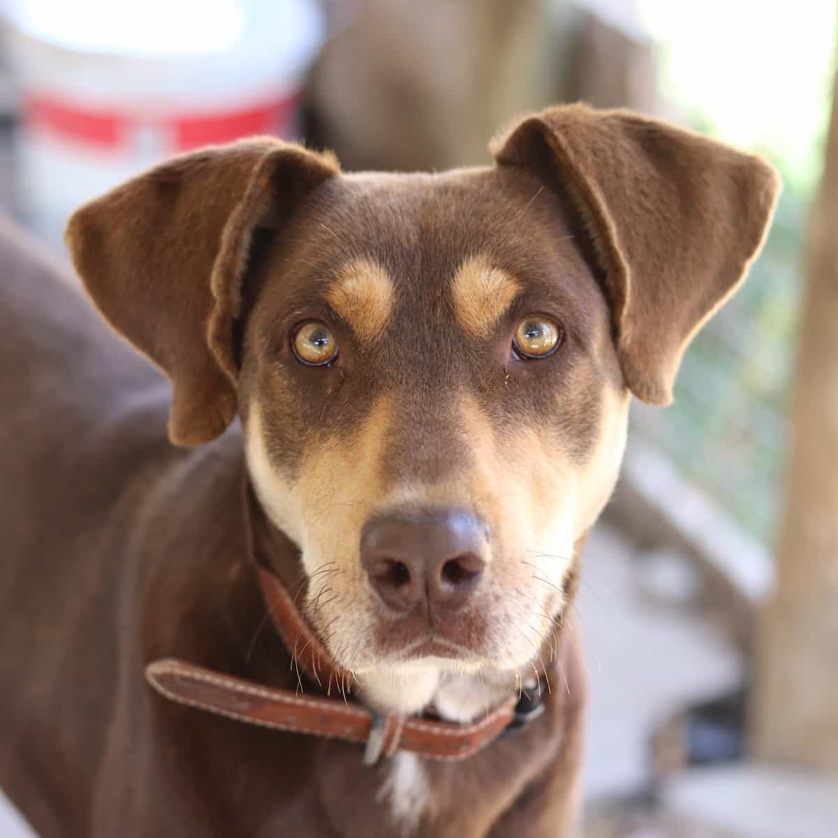 Foto de Mambo