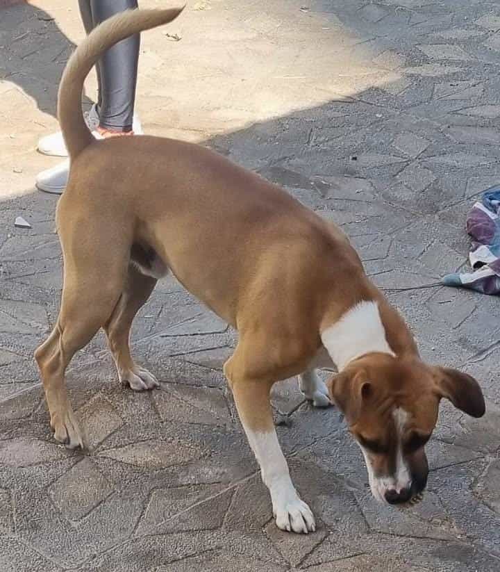Foto de Choper
