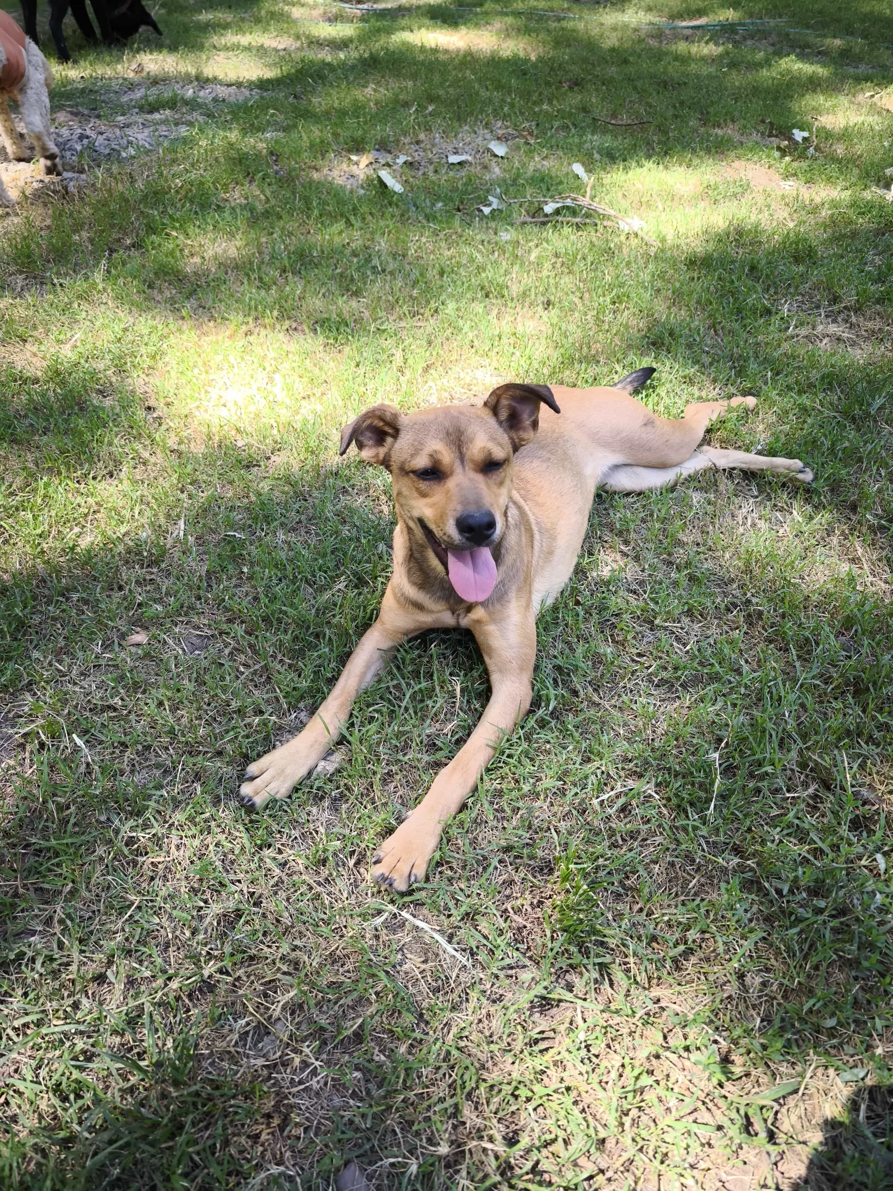 Foto de Mostaza