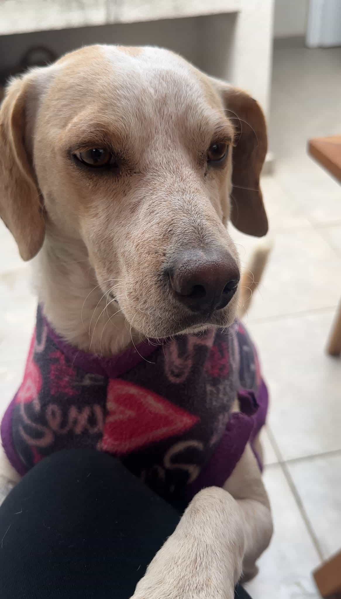 Foto de Apolo