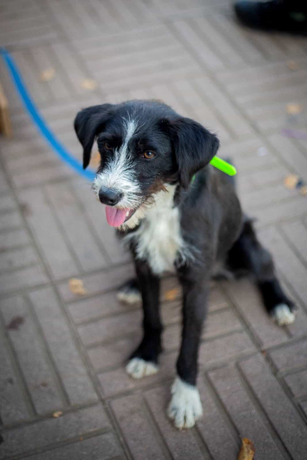 Foto de Sacha