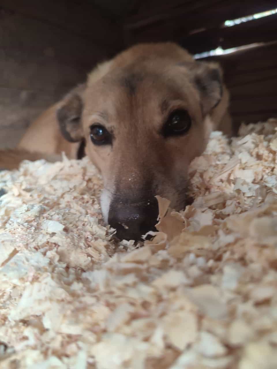 Foto de Flaco