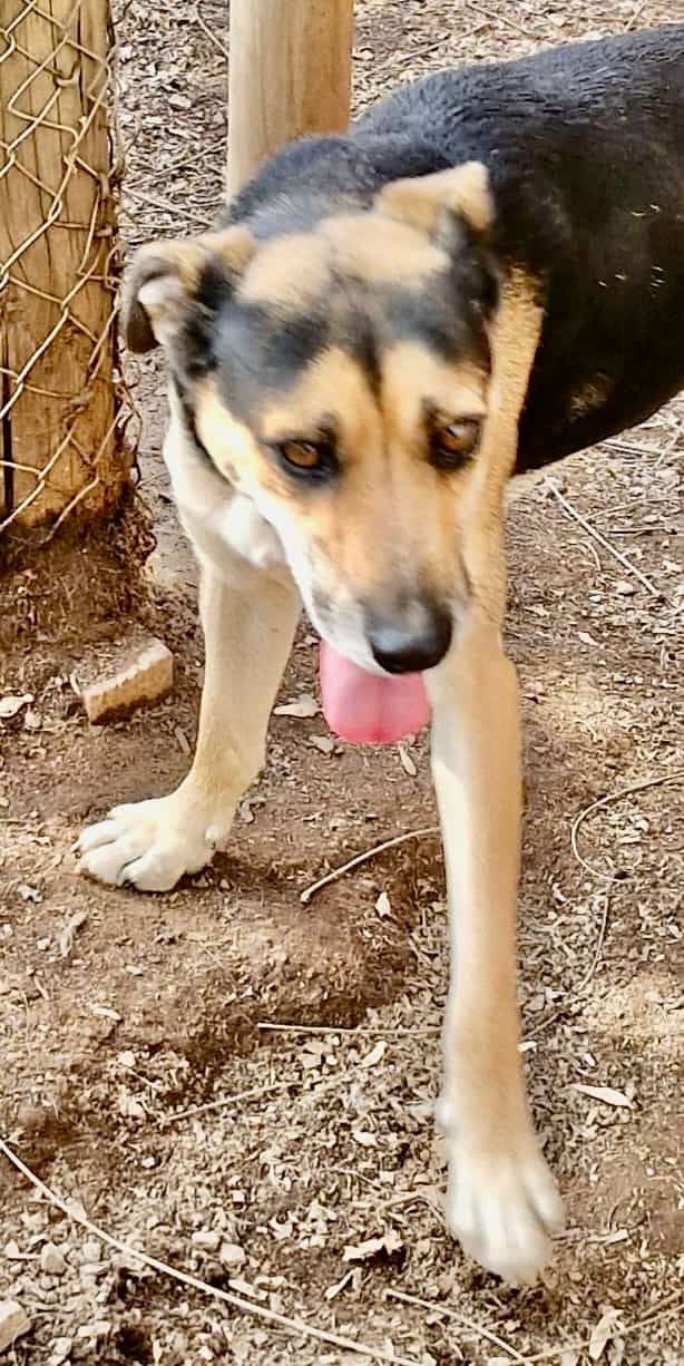 Foto de Mota chico
