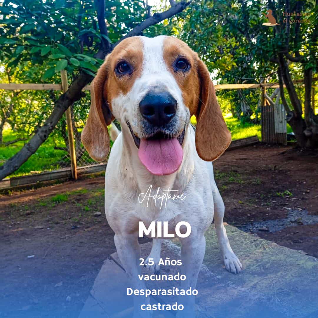 Foto de MILO