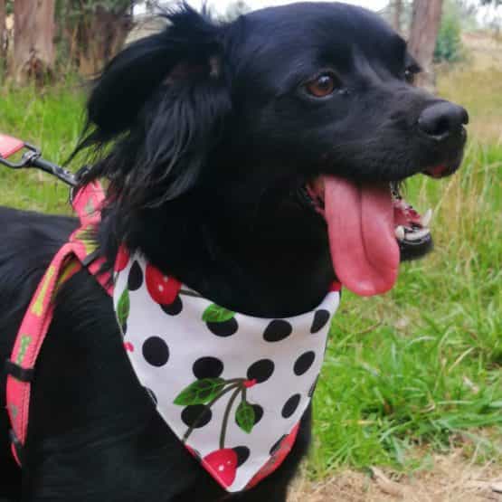 Foto de Ñañita