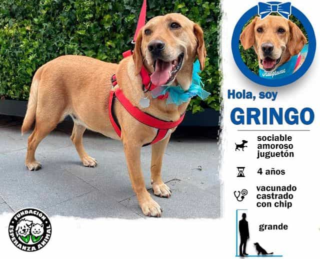 Foto de Gringo