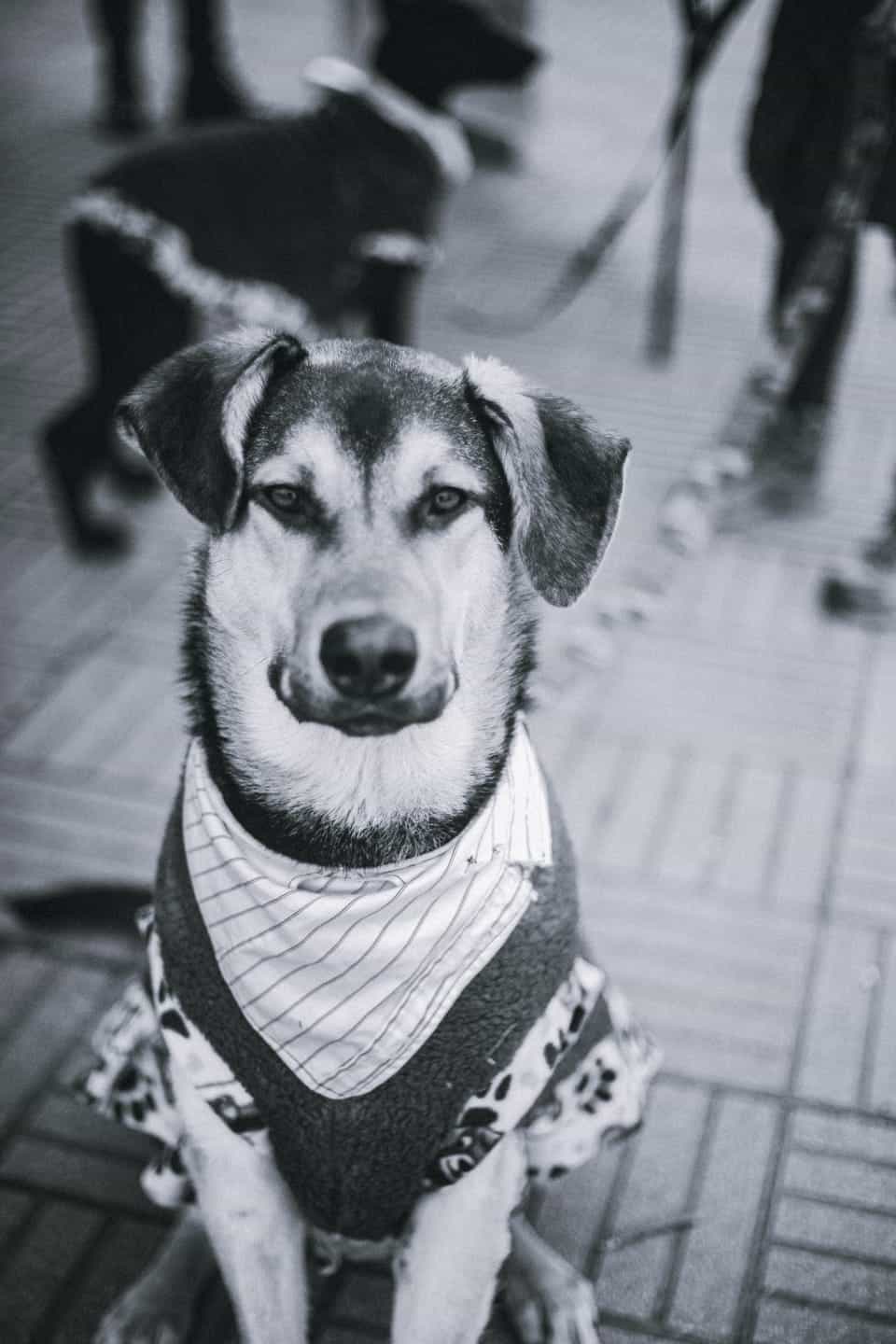 Foto de Máximo Décimo Meridio (MAX)