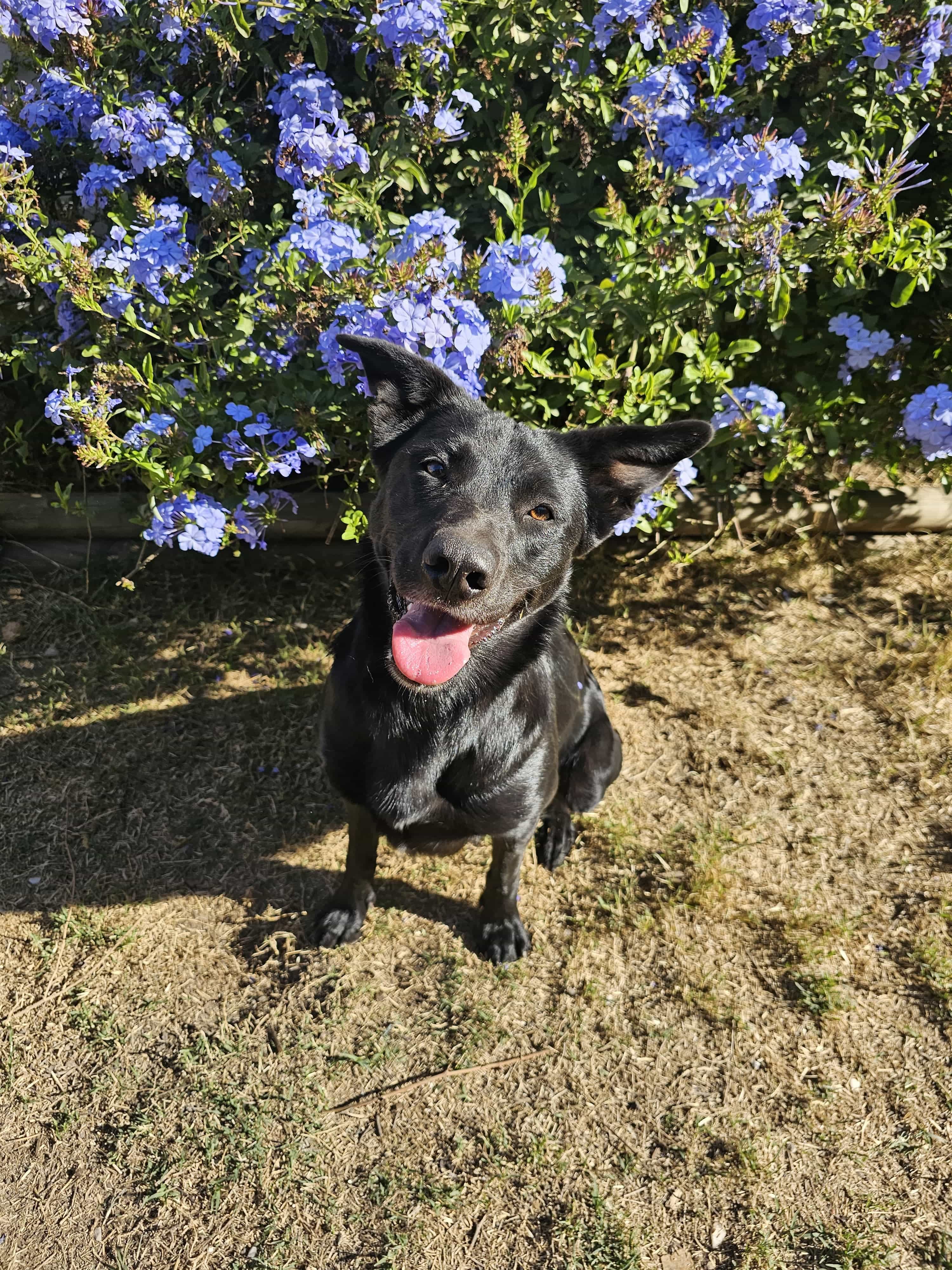 Foto de Boni