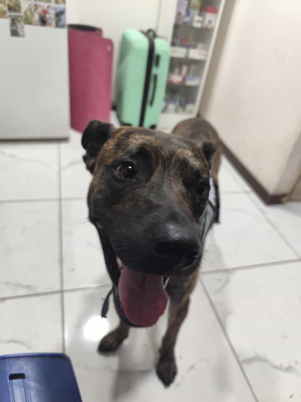 Foto de Banzai