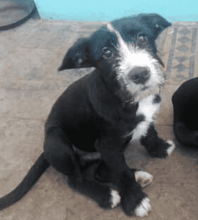Foto de Cachorro 2
