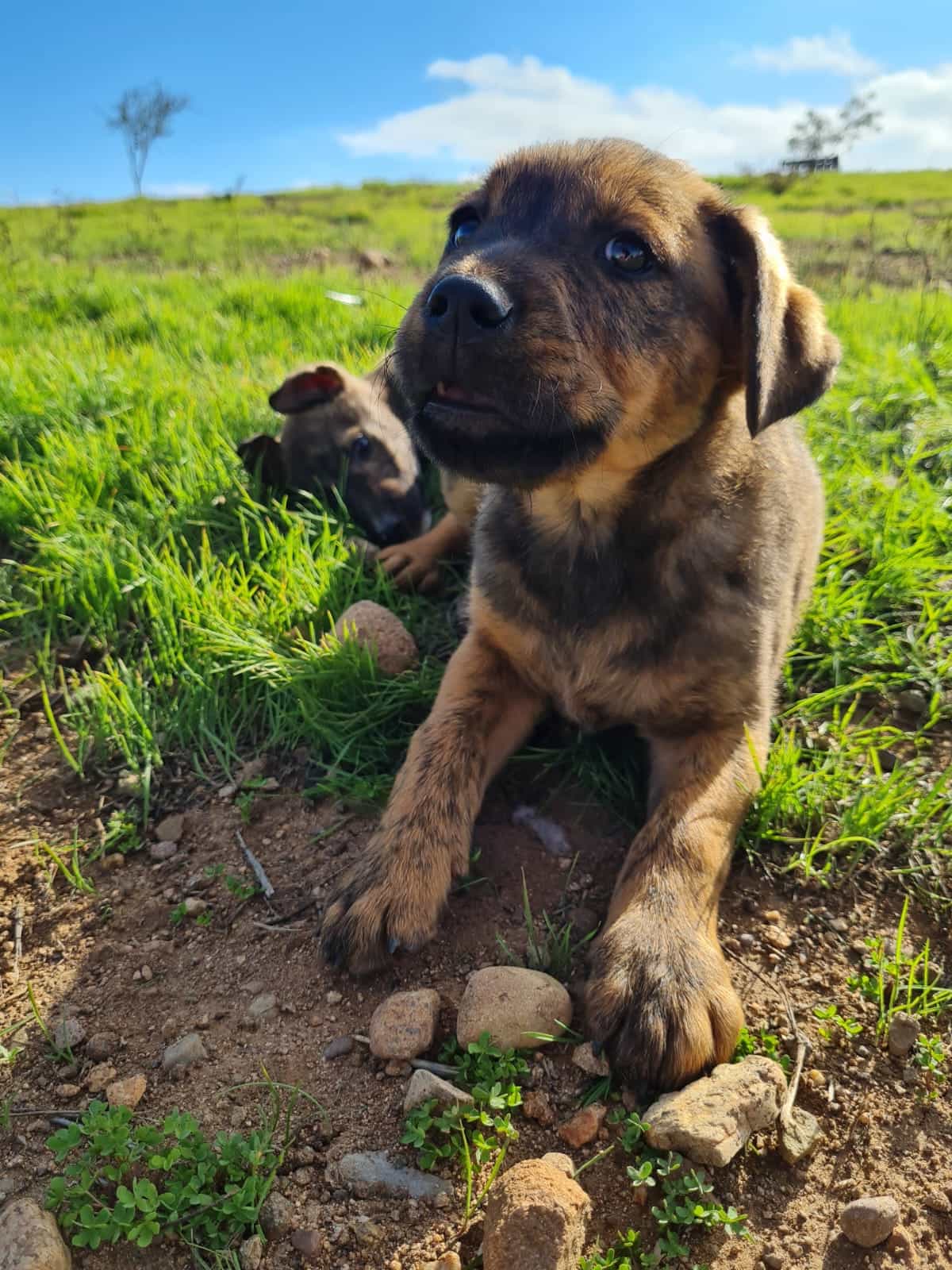 Foto de Cachorra
