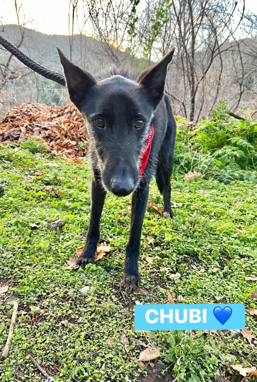 Foto de CHUBI