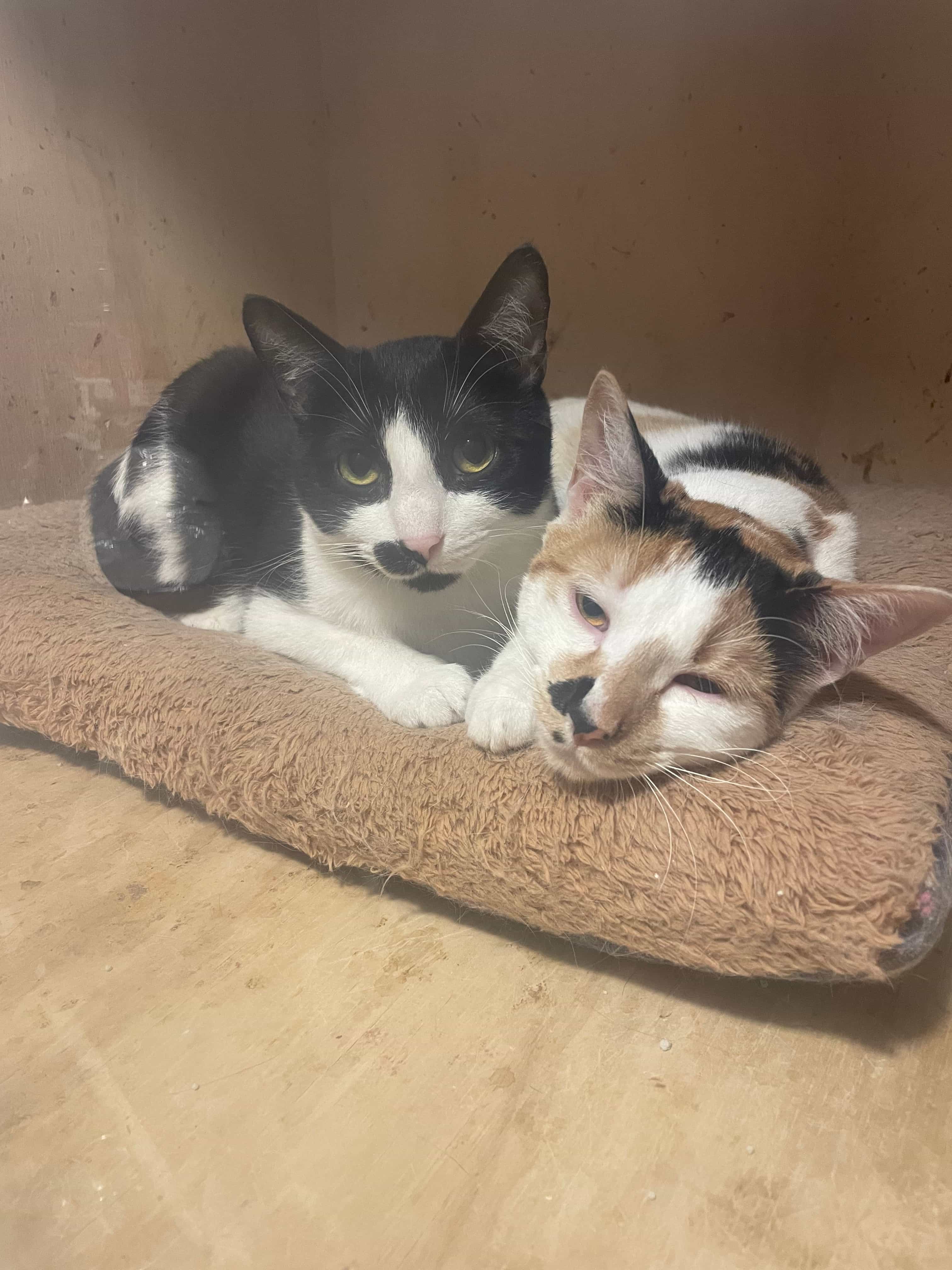 Foto de Dulce y Safira