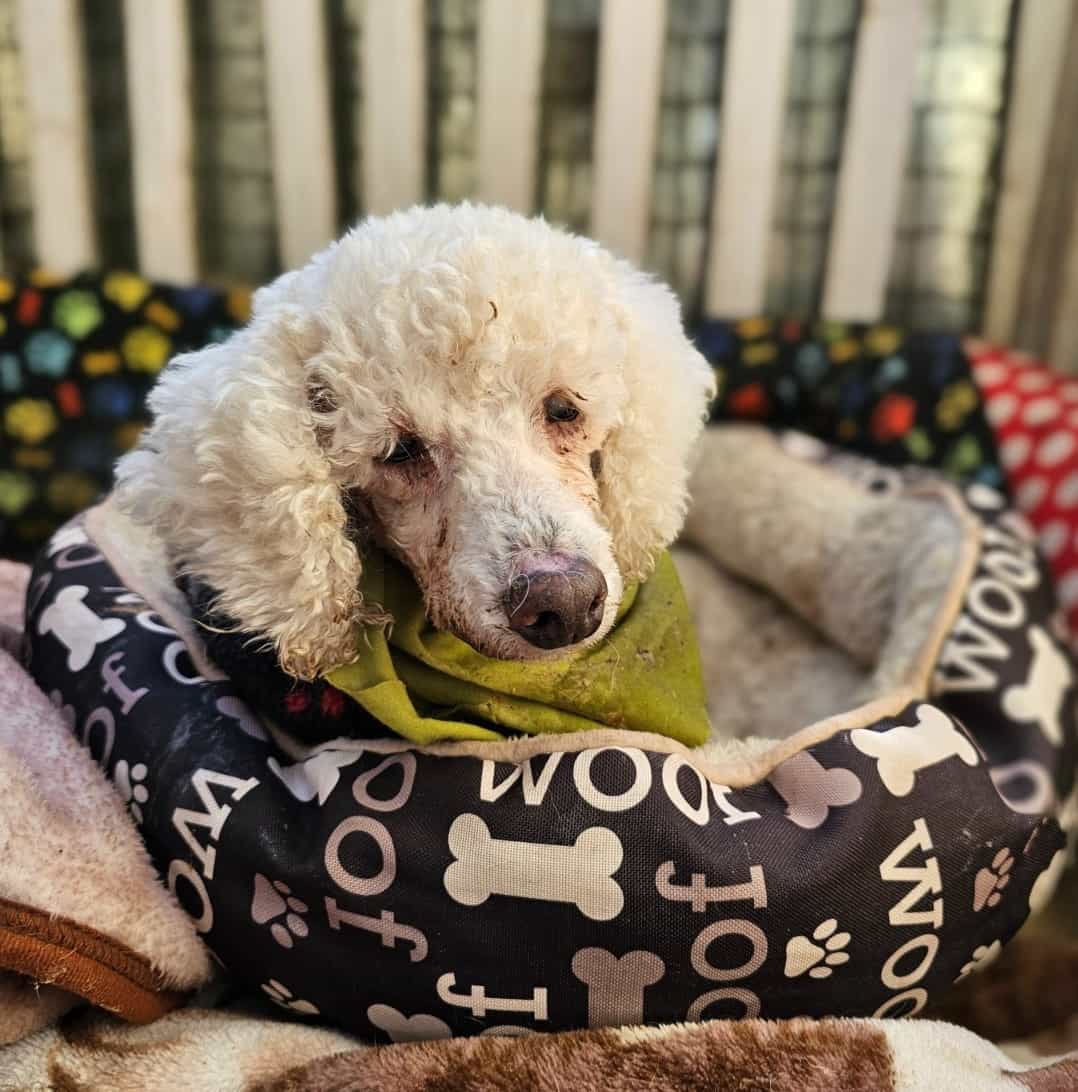 Foto de Palomo