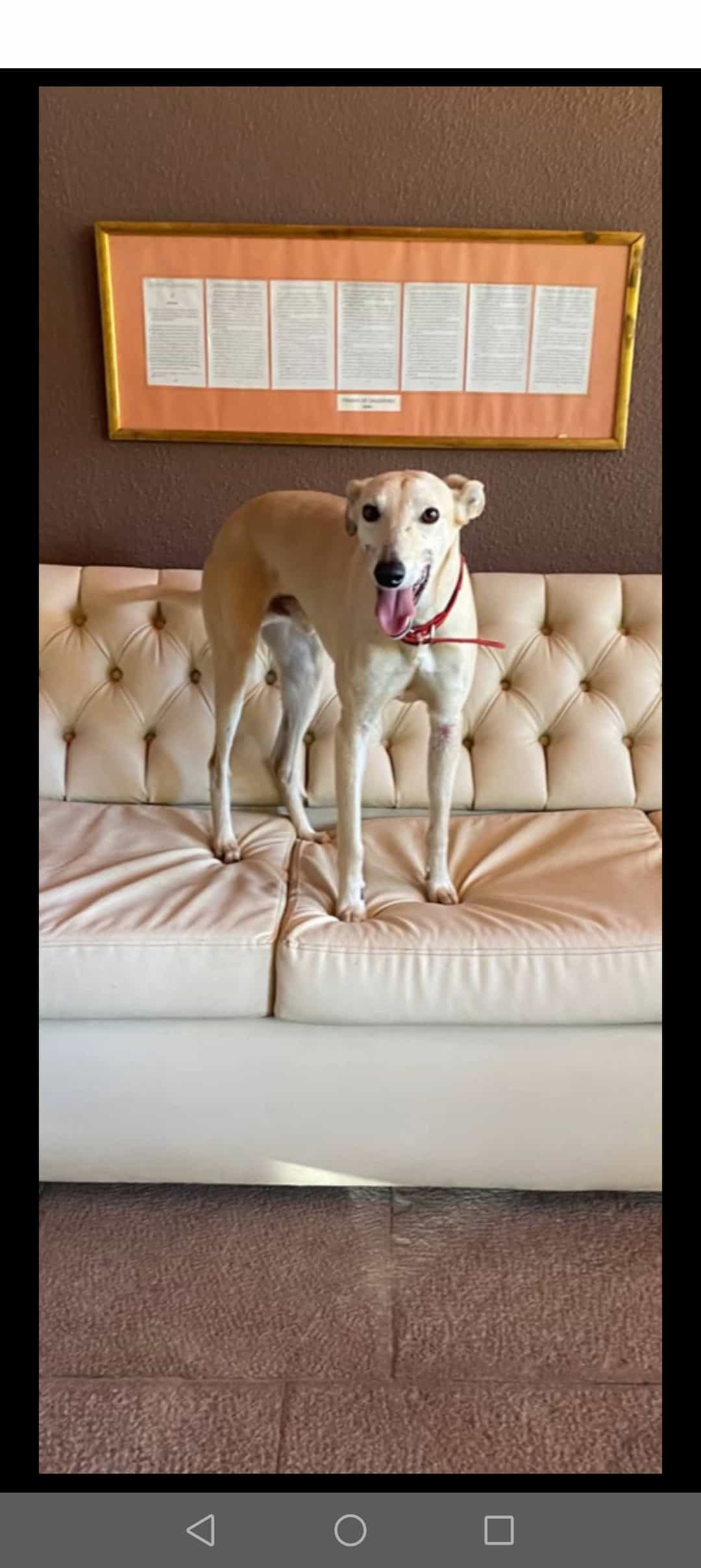 Foto de FIRULAIS
