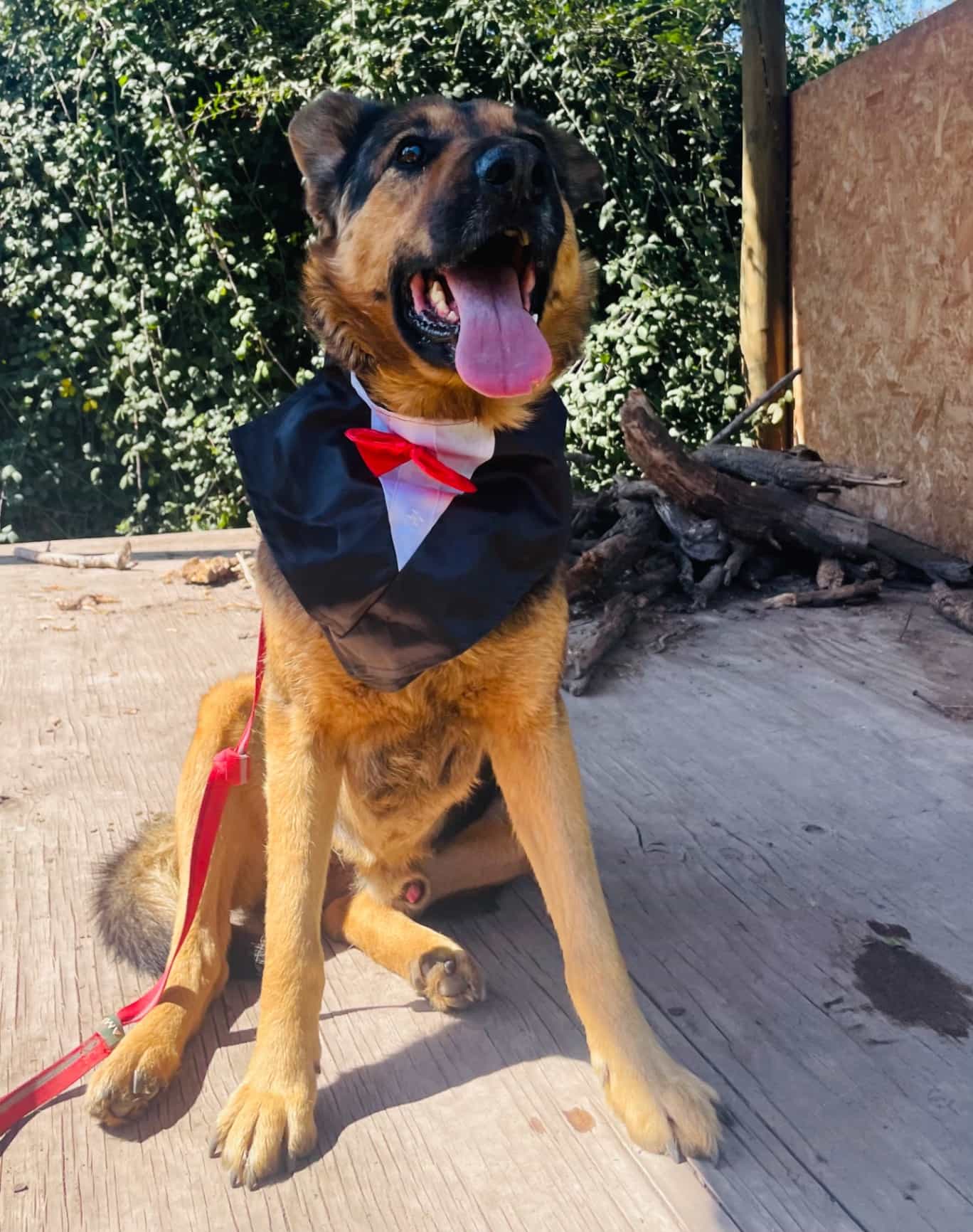 Foto de Torito