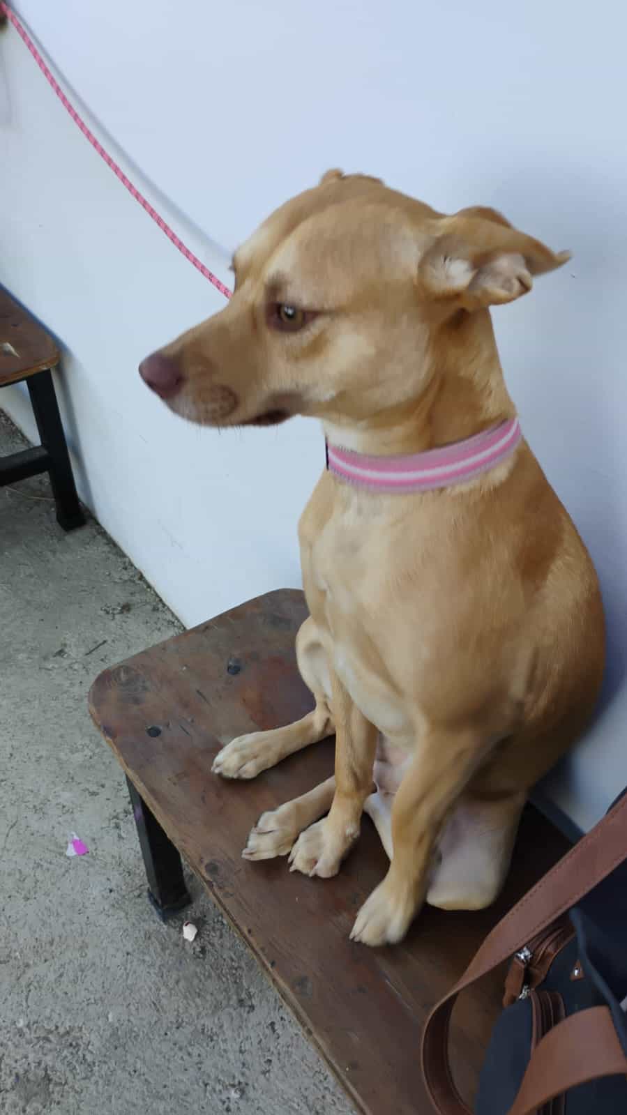 Foto de Kira