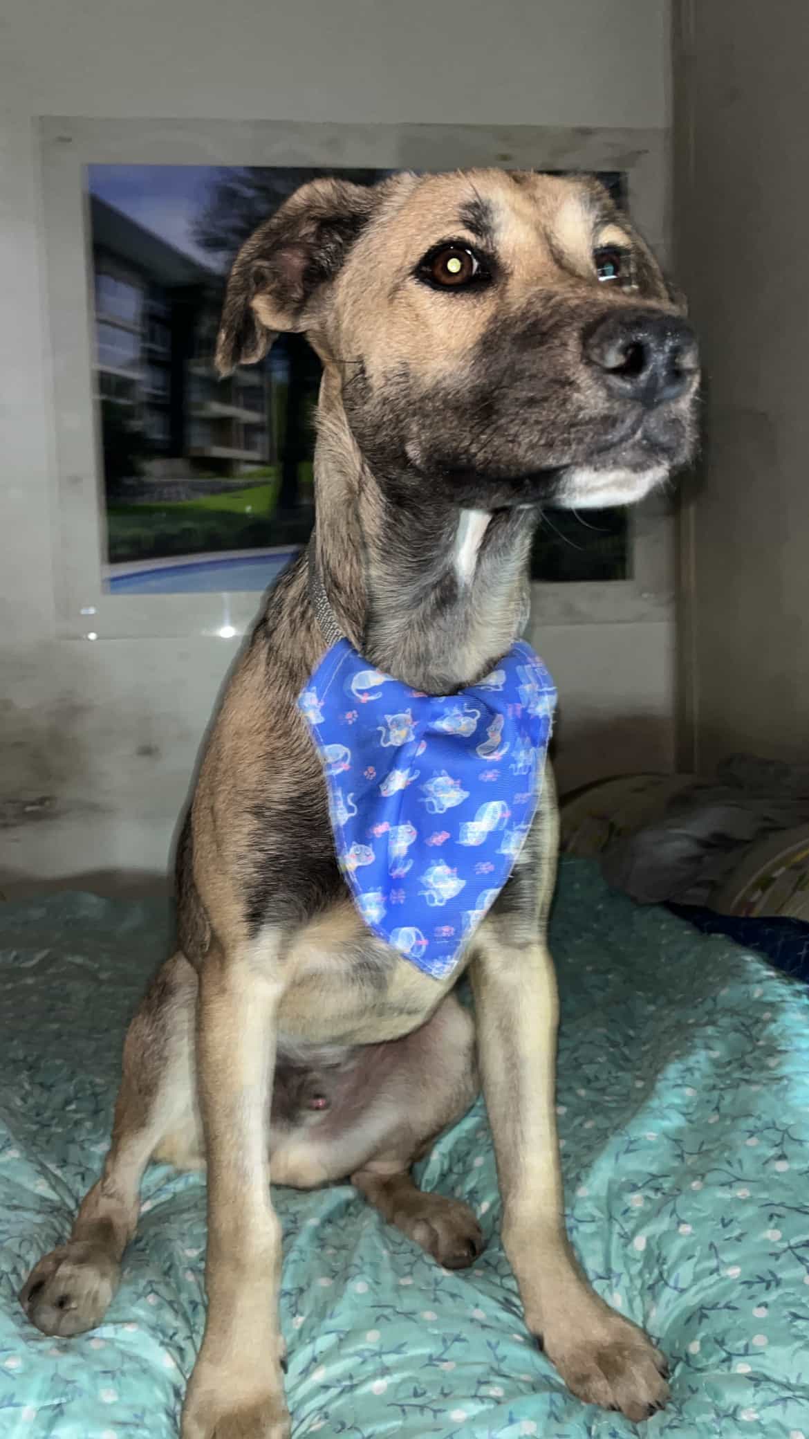 Foto de Rocket