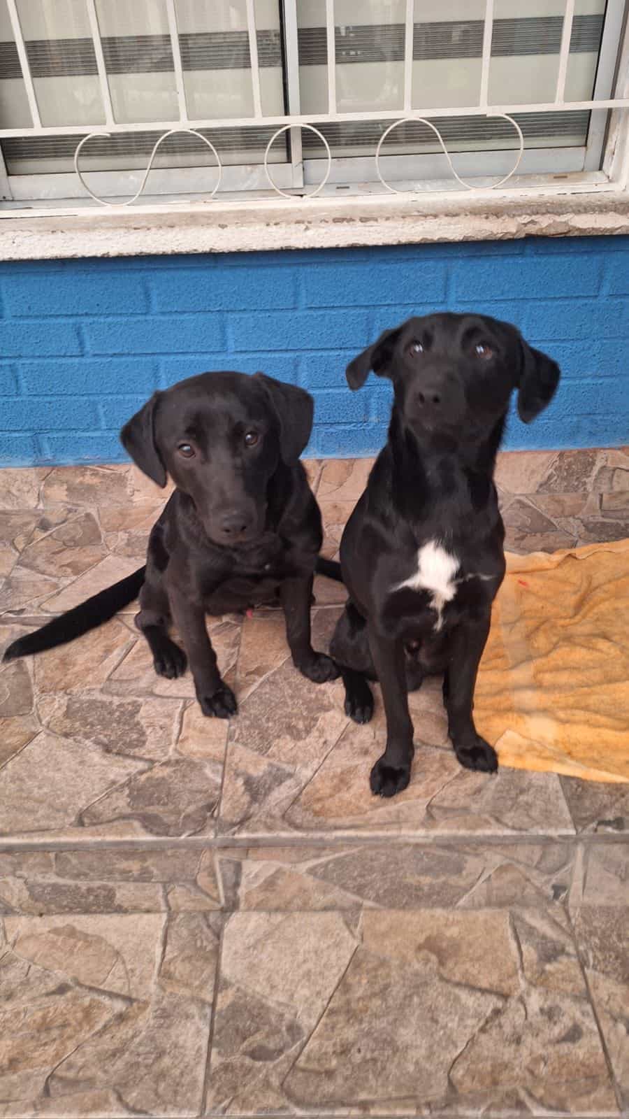 Foto de Tritón y orion