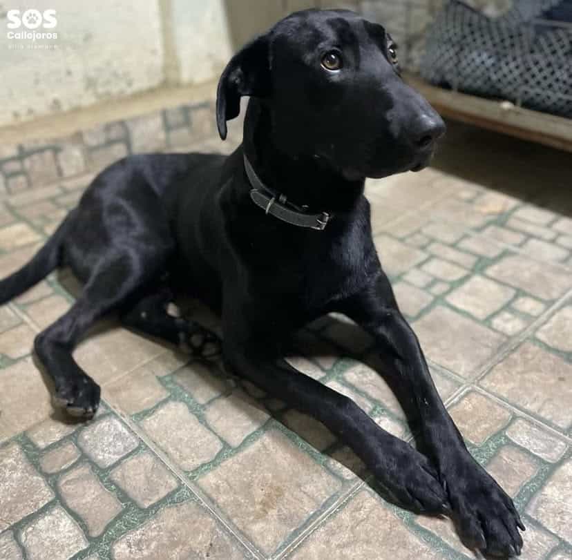 Foto de Chispas