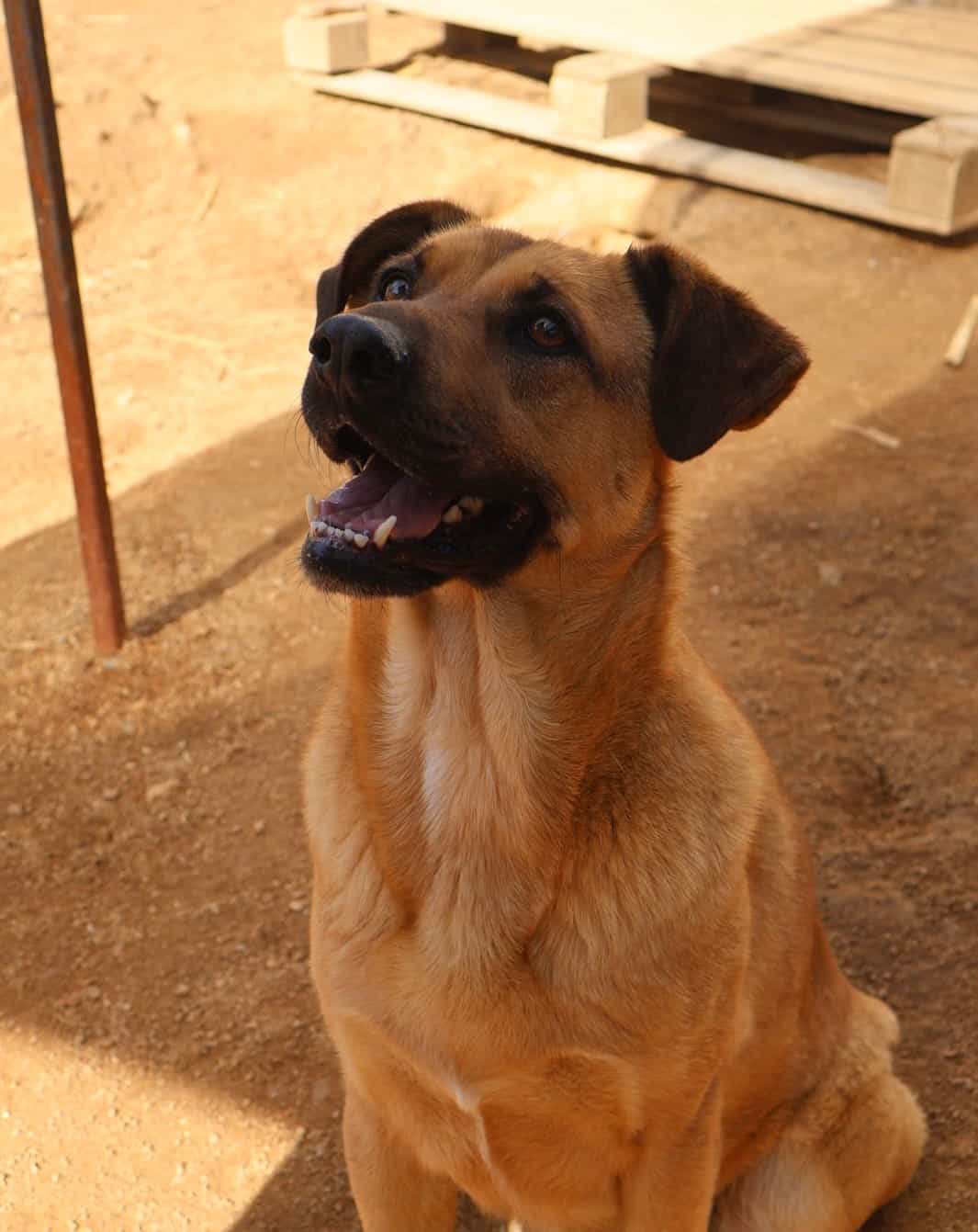 Foto de Scooby