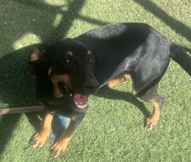 Foto de Balu