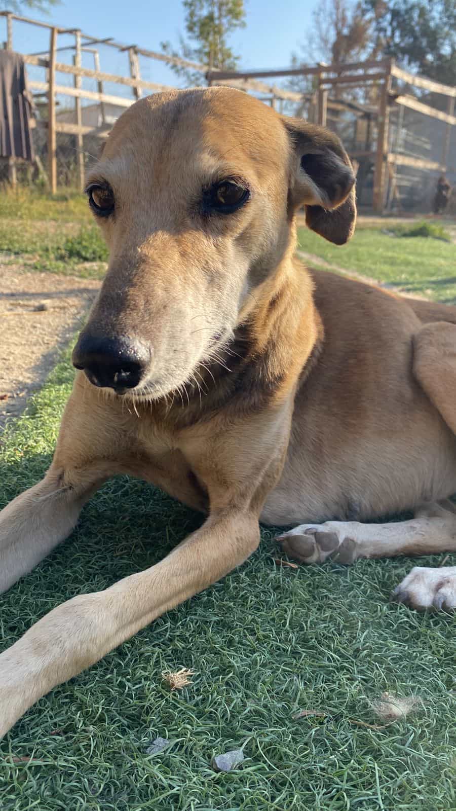 Foto de Mamita Galga