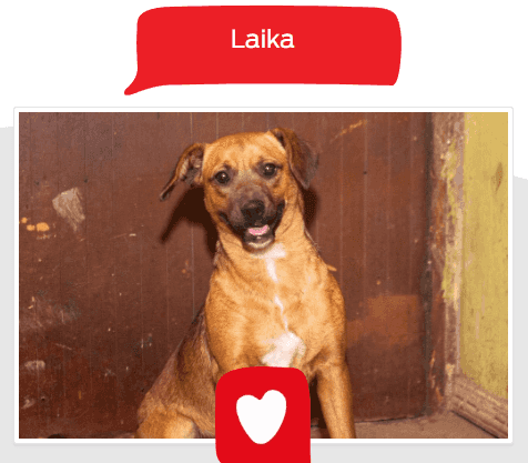 Foto de Laika