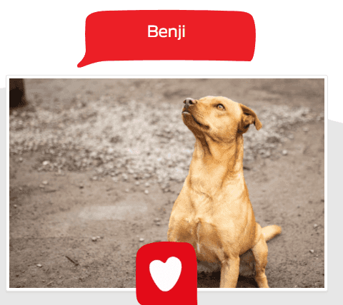 Foto de Benji