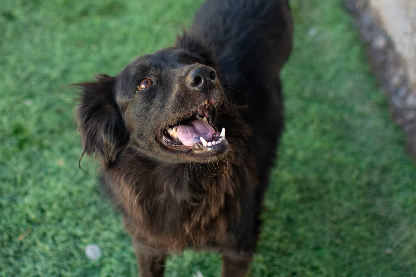 Foto de Luna 3 patitas
