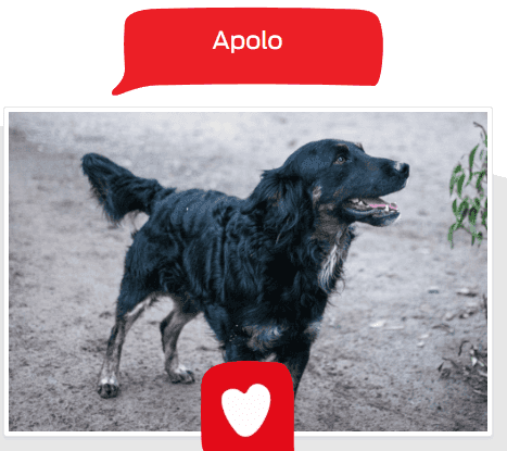 Foto de Apolo