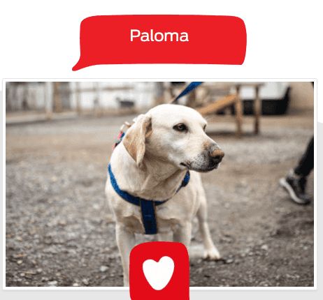 Foto de Paloma