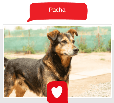 Foto de Pacha