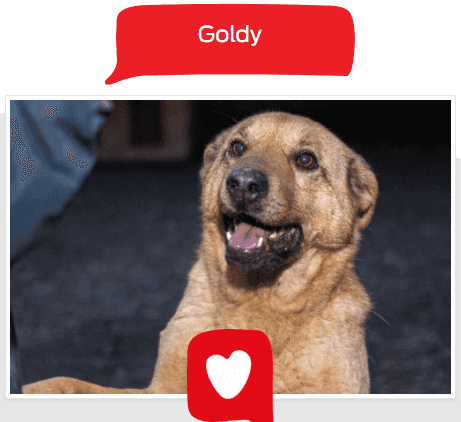Foto de Goldy