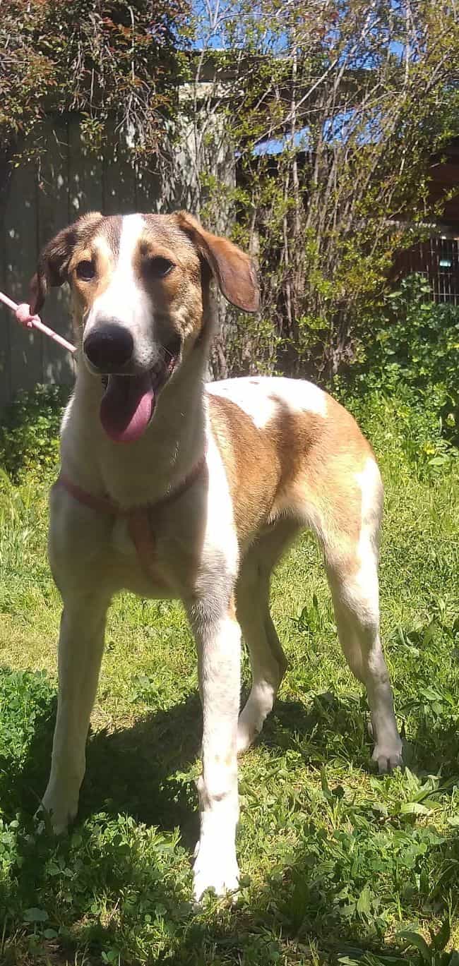 Foto de Balto