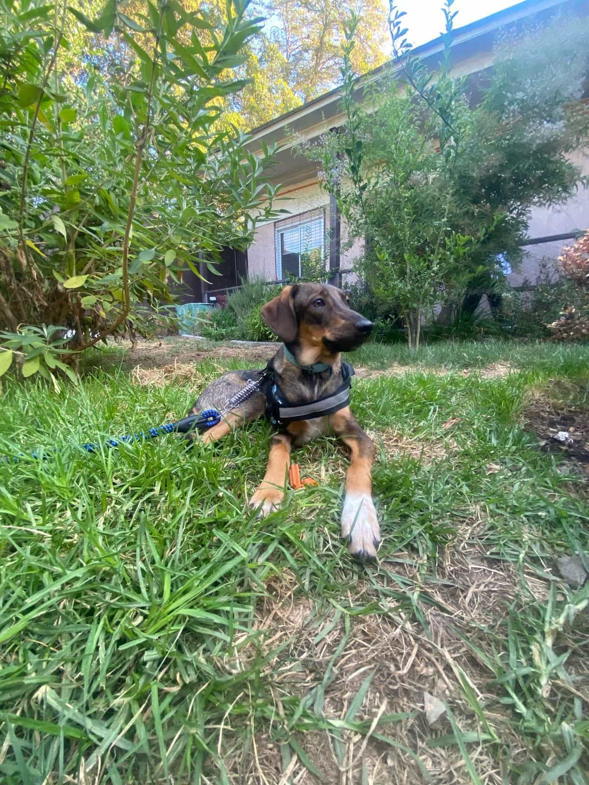 Foto de Thor