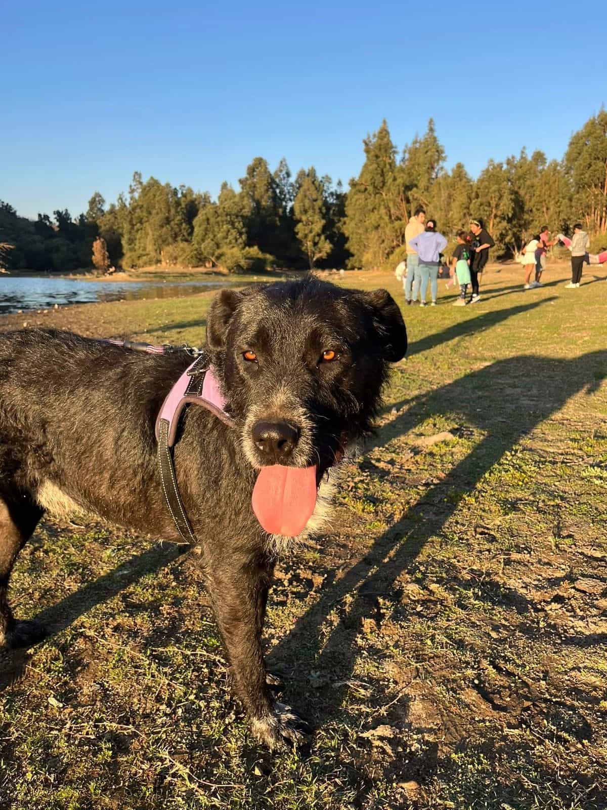 Foto de Tyson