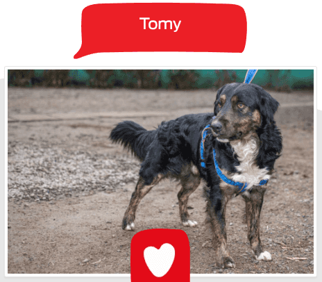 Foto de Tommy
