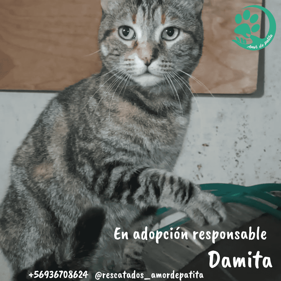 Foto de Damita