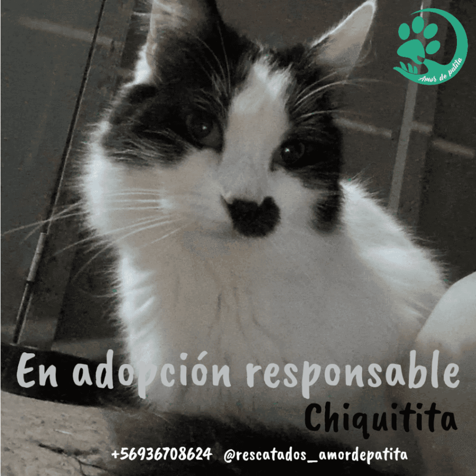 Foto de Chiquitita